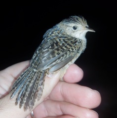 Cistothorus stellaris