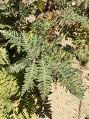 Pteridium aquilinum pubescens