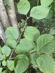 Syringa reticulata