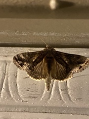 Chrysodeixis includens