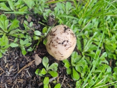 Agaricus bitorquis