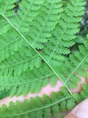 Dennstaedtia punctilobula