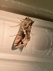 Chrysodeixis includens
