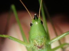 Neoconocephalus nebrascensis
