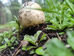Agaricus bitorquis