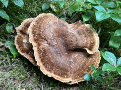 Basidiomycota