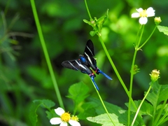 Rhetus arcius
