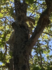 Megascops kennicottii