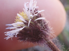 Erigeron humilis