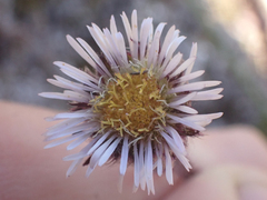 Erigeron humilis