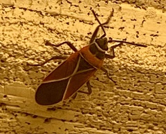 Neacoryphus bicrucis