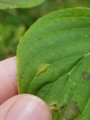 Parallelodiplosis subtruncata