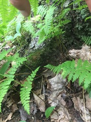 Dennstaedtia punctilobula