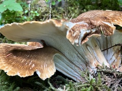 Basidiomycota