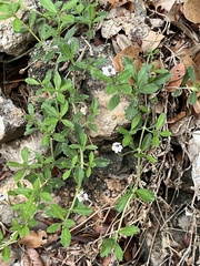 Phyla nodiflora