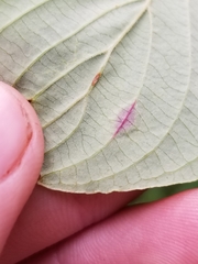 Parallelodiplosis subtruncata