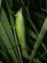 Neoconocephalus ensiger