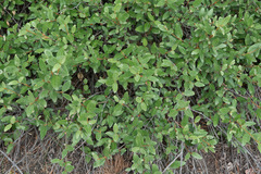 Shepherdia canadensis
