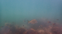 Acanthopagrus schlegelii