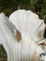 Basidiomycota