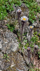 Erigeron humilis