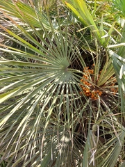 Chamaerops humilis