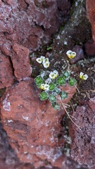Draba