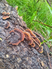 Gloeophyllum sepiarium