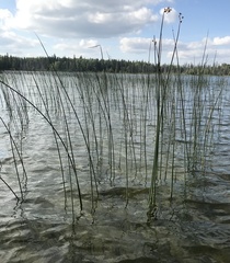 Schoenoplectus acutus