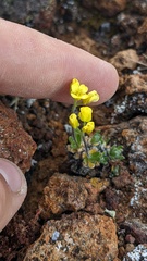 Draba