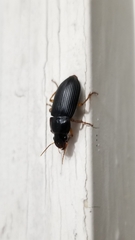 Pseudoophonus