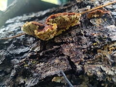 Gloeophyllum sepiarium