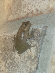Hyla squirella