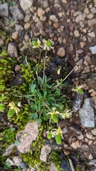 Ranunculus grayi