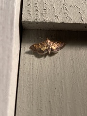 Herpetogramma aeglealis