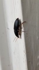 Pseudoophonus