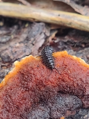 Cypherotylus californicus