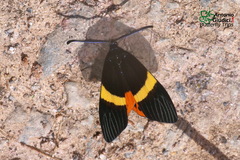 Pidorus yayoiae