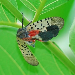 Lycorma delicatula