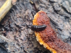 Cypherotylus californicus