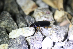 Harpalus