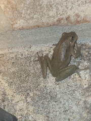 Hyla squirella