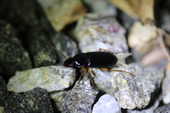 Harpalus