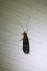 Hydropsychoidea