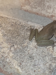 Hyla squirella