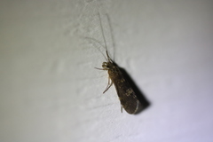 Hydropsychoidea