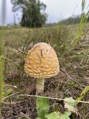 Amanita flavoconia