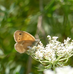 Coenonympha california