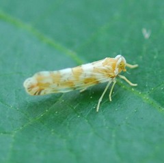 Kamendaka serrata