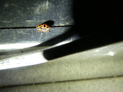 Coleomegilla maculata